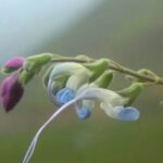 Перуда кашф этилган янги ўсимликка Лионель Месси номи берилди