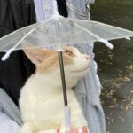 Бугун Ўзбекистоннинг қатор ҳудудларида ёмғир ёғади